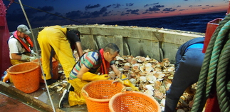 Ouverture de la saison de Coquille Saint-Jacques 