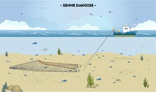 La senne Danoise/Ecossaise